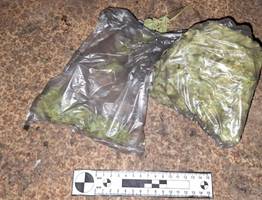 Сосногорец выращивал коноплю на съемной квартире