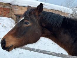 Вторая жизнь ёлок: тысячи новогодних деревьев спасли от свалки в Коми
