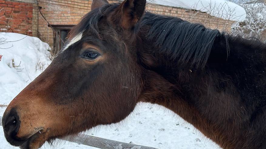 Главная картинка новости: Вторая жизнь ёлок: тысячи новогодних деревьев спасли от свалки в Коми
