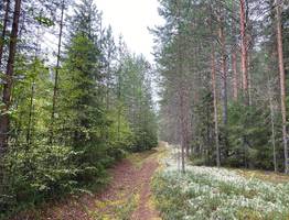 В Сыктывкаре площадь городских лесов увеличилась на 300 га