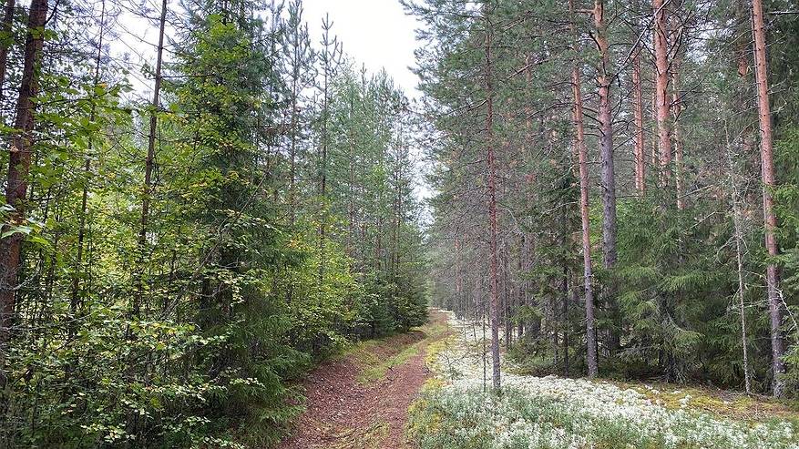 Главная картинка новости: В Сыктывкаре площадь городских лесов увеличилась на 300 га
