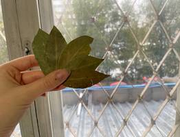 Зажгите лавровый лист прямо в квартире: лишь немногие знают, чем это может помочь вам