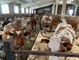 Сельхозпредприятия Усть-Цилемского района оказались под угрозой закрытия