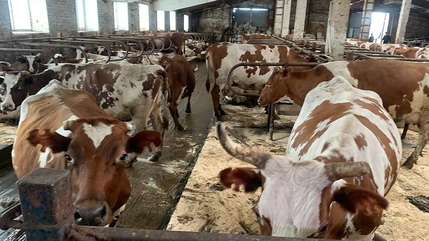 Главная картинка новости: Сельхозпредприятия Усть-Цилемского района оказались под угрозой закрытия