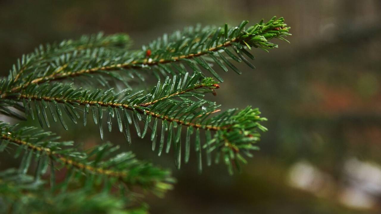Ученые Коми создали БАД на основе экстракта пихты для стимулирования роста животных