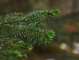 Ученые Коми создали БАД на основе экстракта пихты для стимулирования роста животных