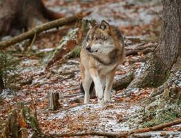 В Коми каждому убившему волка охотнику разрешат вне очереди добыть лося