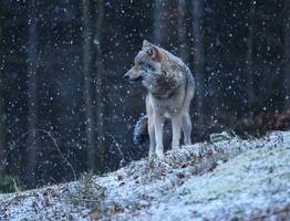 Дачники Сыктывкара сообщают о нападении волков на домашних собак