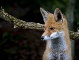 В Ухте ищут беглого лиса по кличке Май