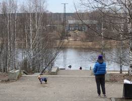 В Коми владельцев домашних животных начнут штрафовать