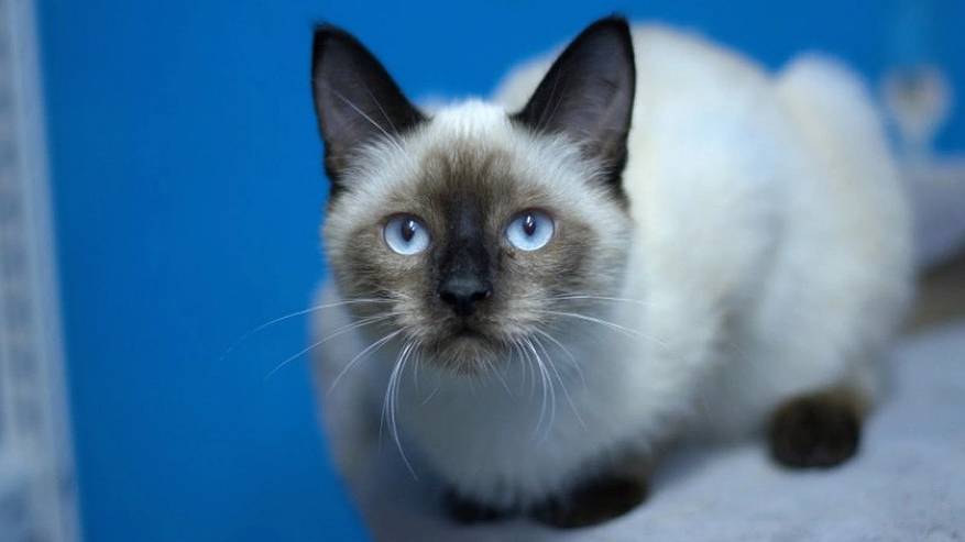 Главная картинка новости: Приют для животных "Кошки за окошком" в Коми собрал 700 тысяч рублей на новое помещение