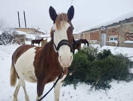 Более 1300 новогодних ёлок жители Коми сдали Региональному оператору Севера: они пойдут на подкормку и подстилки для животных