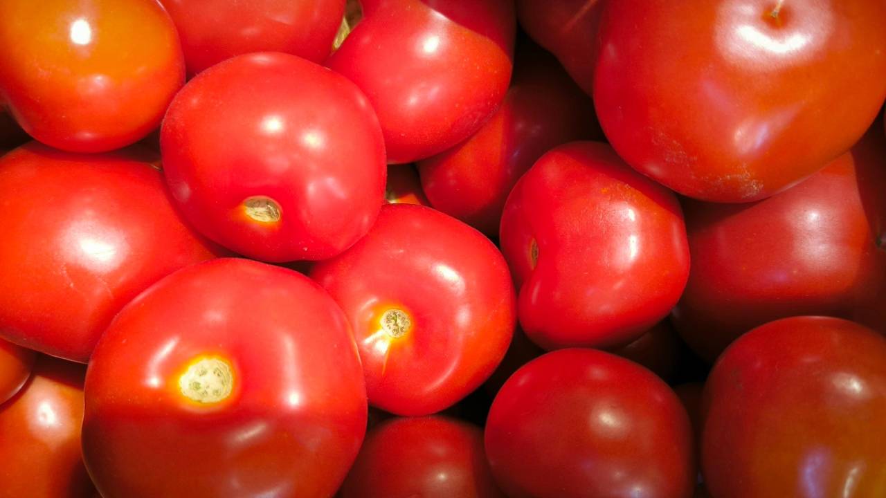 Не помидор, а золото: найден томат, который плодоносит до самого снега — с 3-х растений соберёте от 35 кг плодов