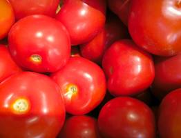 Не помидор, а золото: найден томат, который плодоносит до самого снега — с 3-х растений соберёте от 35 кг плодов