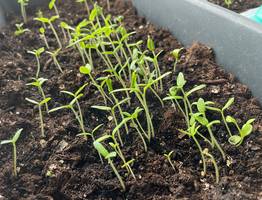 1 ложка на 1 литр — и рассада перцев будет очень крепкой, как молодые дубки: угостите ее этой подкормкой