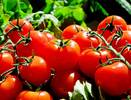 Когда сеять томаты на рассаду в 2025 году: очень простой расчет сроков — для каждого региона РФ