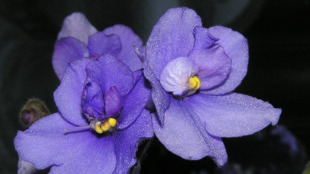 Главная картинка новости: Фиалка будет покрыта цветами круглый год: 1 чайная ложка удобрения запустит быструю бутонизацию