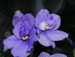 Фиалка будет покрыта цветами круглый год: 1 чайная ложка удобрения запустит быструю бутонизацию