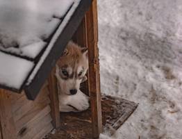 В садоводческом товариществе под Ухтой из-за лая собаки поругались дачники