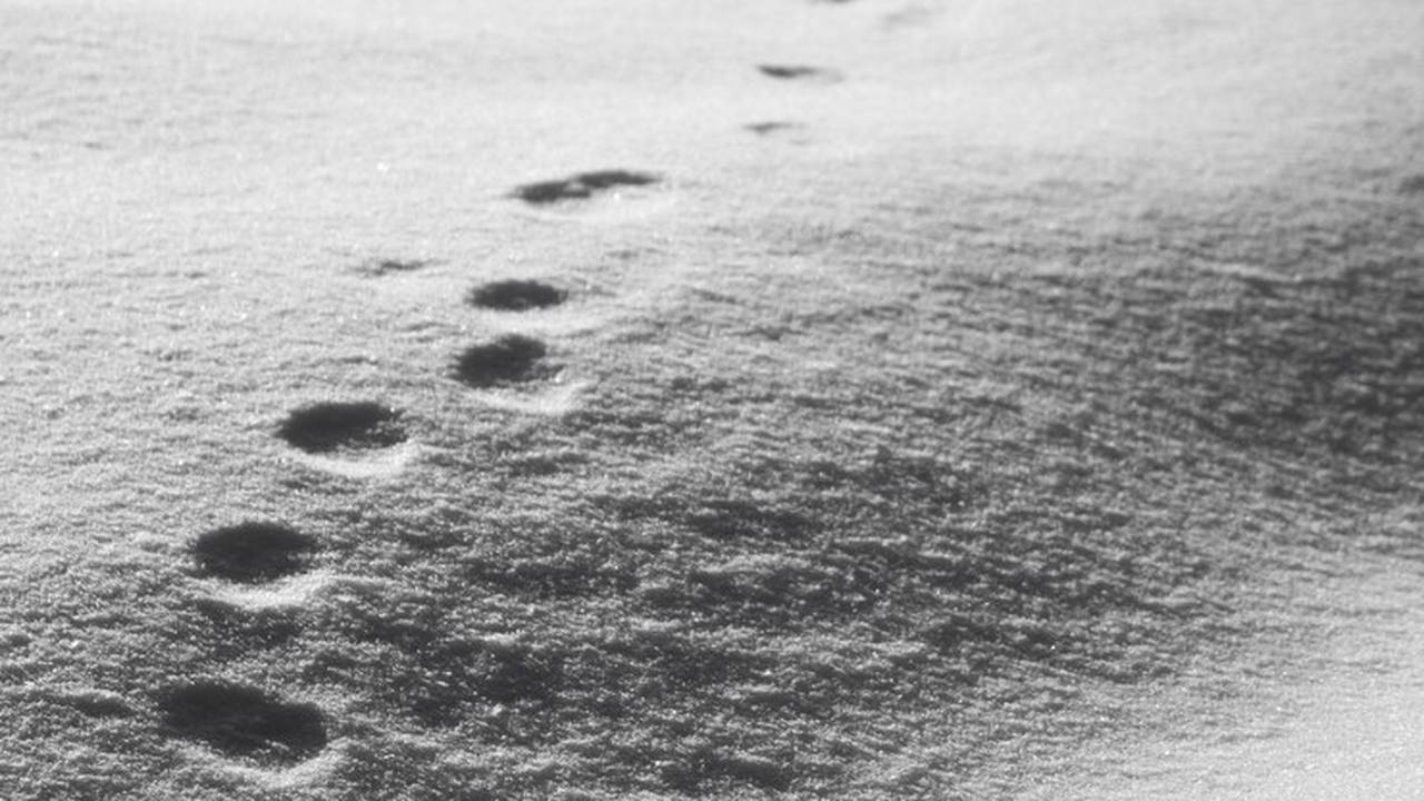 Главная картинка новости: В Зеленце заметили следы волка