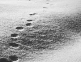 В Зеленце заметили следы волка