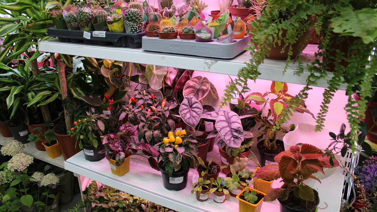 Главная картинка новости: Сею рассаду помидора и перца так, и пикировка ей не нужна: всегда очень крепкие, урожайные кусты