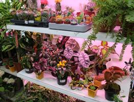 Сею рассаду помидора и перца так, и пикировка ей не нужна: всегда очень крепкие, урожайные кусты