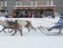 Национальный праздник "Быстроногий олень" в Инте состоится только в 2026 году
