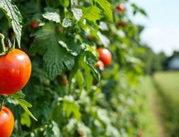 Не томат, а любимец ленивых дачников: скороспелый сорт, который можно спокойно сеять прямо в теплицу