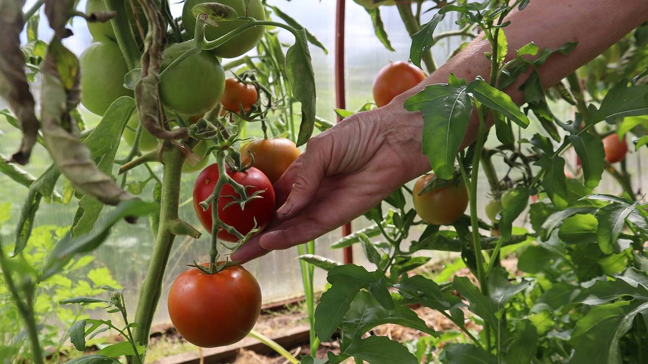 Главная картинка новости: До 8 кг с метра и в холодной Сибири: собирать помидоры можно уже в июне — бывалые дачники уже начали скупать эти семена
