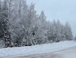 В Сыктывкаре на 2 млн рублей обрежут и вырубят аварийные деревья