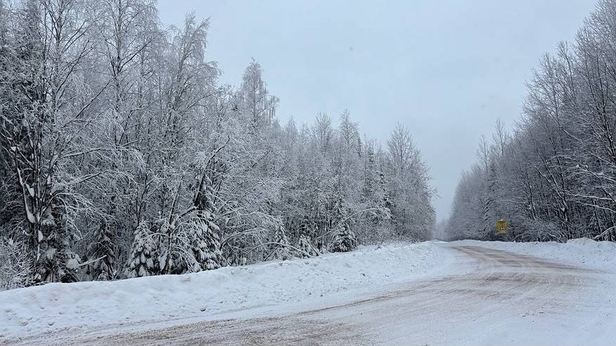 Главная картинка новости: В Сыктывкаре на 2 млн рублей обрежут и вырубят аварийные деревья