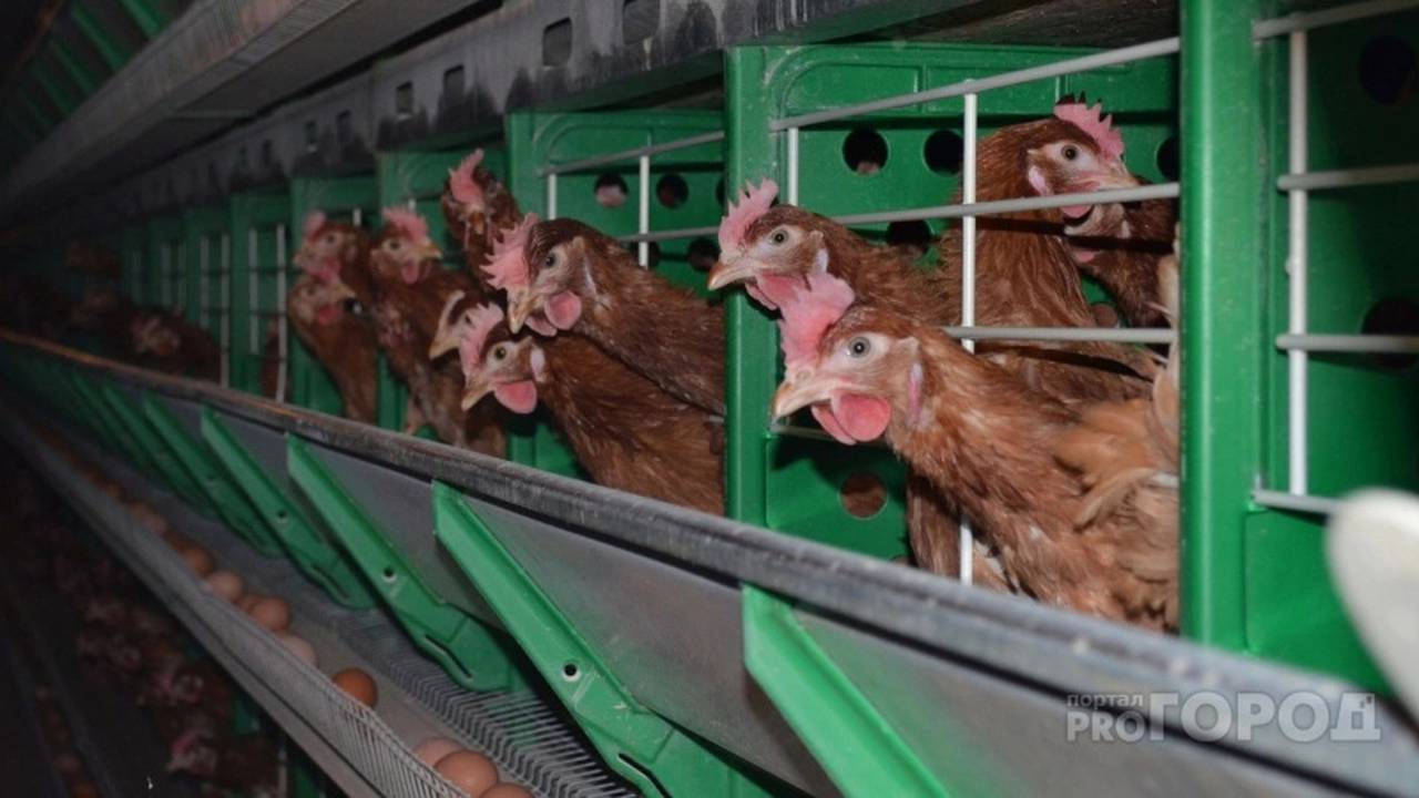 Главная картинка новости: В Коми специалисты Россельхознадзора проведут исследования на птичий грипп