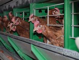 В Коми специалисты Россельхознадзора проведут исследования на птичий грипп