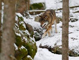 За полтора месяца 2025 года в Коми отстрелили 15 волков