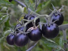 Посадила чёрный томат — на другие и смотреть не хочется: затмил сладостью все красные и жёлтые помидоры