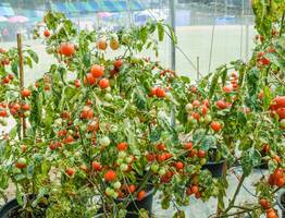 На кусте «места живого» нет от количества помидоров — этот низкорослый томат устроит на грядках высший пилотаж урожайности