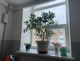 Из окон не дует даже в метель: простой предмет на подоконнике блокирует любой сквозняк и наполняет дом ароматом леса