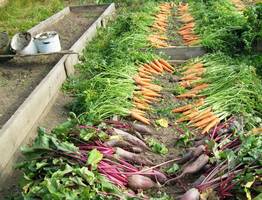 Миска этой крупы вместо 20 кг навоза: кидаем даже на только выпавший снег - весной земля приятнее шелка