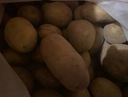 Ученые Коми тестируют белорусские сорта картофеля для северных условий