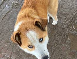 Жительница Коми перевела 17 тысяч рублей за щенка, но осталась без питомца