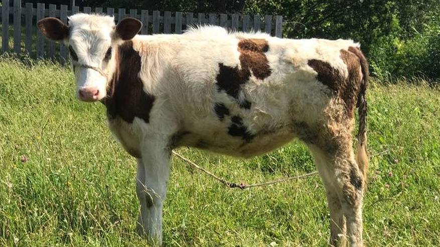 Главная картинка новости: В Коми ученые победили диарею у телят: секрет в пробиотике