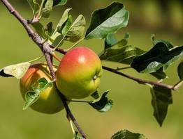 Медь или железо: каким видом купороса обработать яблони и груши в марте — ответ агронома