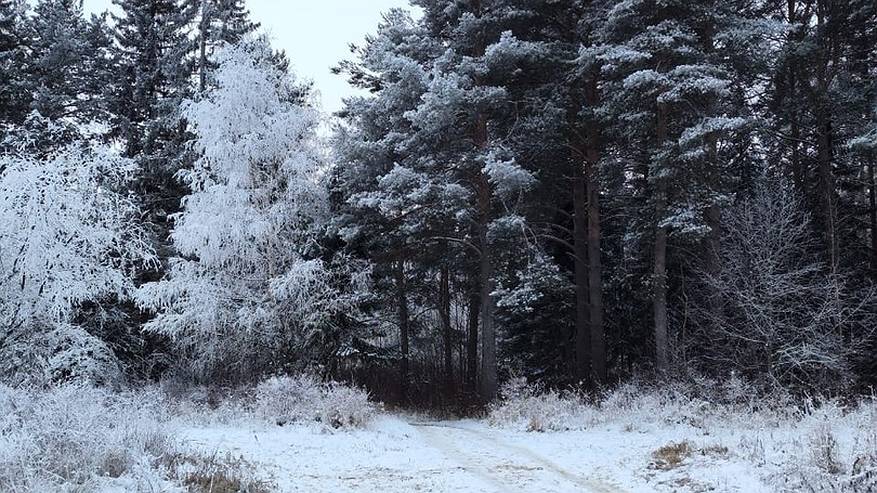 Главная картинка новости: Судьбу зоны отдыха в столице Коми решат жители