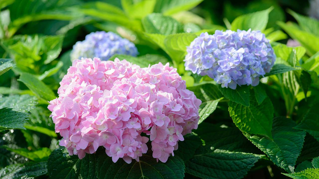 Главная картинка новости: Сирень отдыхает: этот кустарник цветет с лета до зимы и превращает весь сад в пушистое облачко круглый год