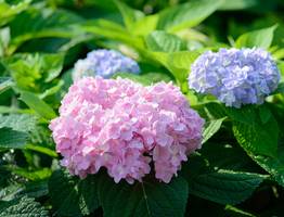 Сирень отдыхает: этот кустарник цветет с лета до зимы и превращает весь сад в пушистое облачко круглый год