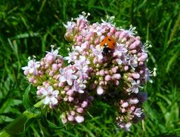 Воткнул черенок и ушел, к лету вымахает дерево: этот японский кустарник украшает участок лучше сирени, цветет до самой осени