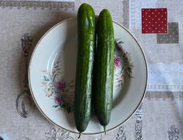 На каждого жителя Коми приходится 16 килограммов “местных” овощей