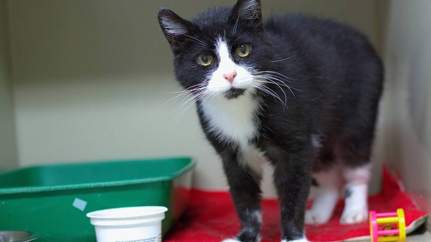 Главная картинка новости: В Коми приют “Кошки за окошком” почти собрал миллион на новый дом