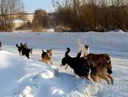 Московская фирма сорвала контракт на отлов бездомных собак в Коми